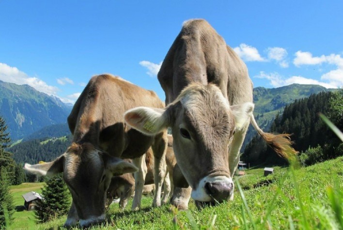 Nutrição de bovinos: pastagem e suplementação são complementares na dieta