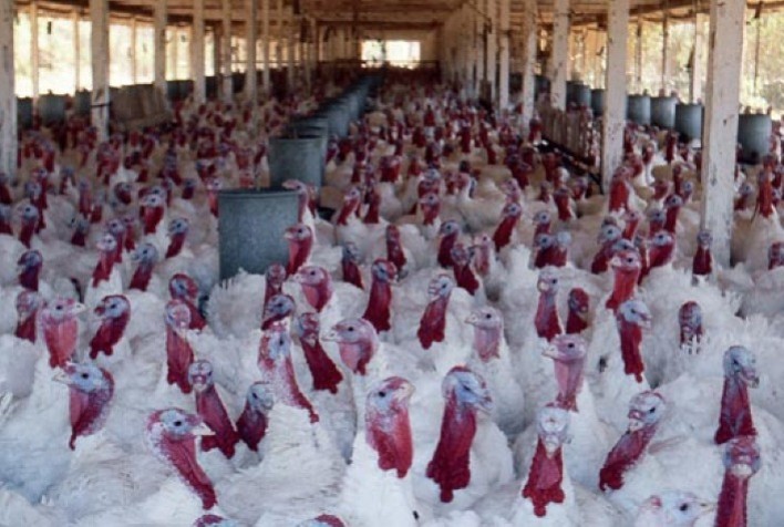 Retorno da produção de peru traz novo ânimo para o sudoeste paranaense