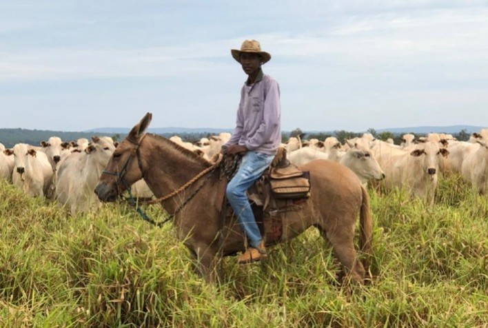 Combinação dos princípios ativos fipronil e diazinon, em brinco mosquicida, é eficaz contra mosca-dos-chifres, recomendam pecuaristas