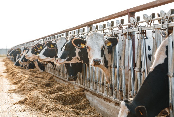 Como é a cultura na fazenda e como o processo pode auxiliar os produtores?