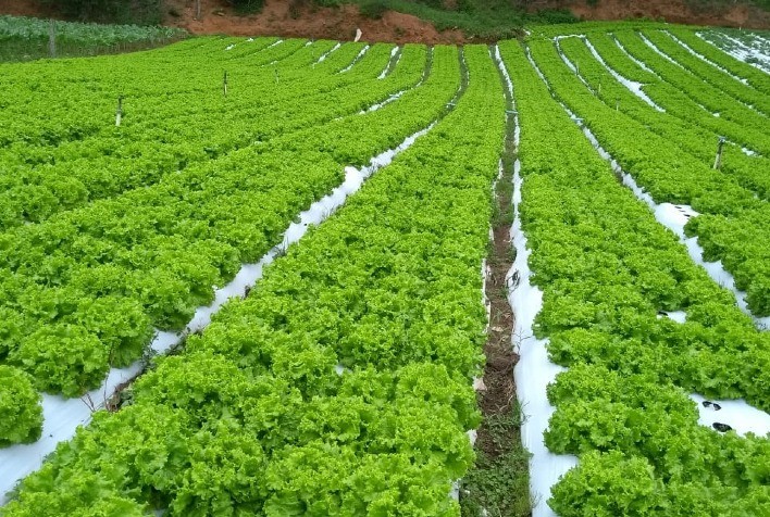 Dia de campo em Cassilândia (MS) reforça importância de sistemas de irrigação para alcance de altas produtividades