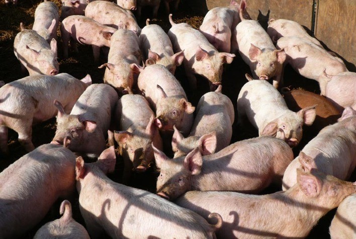 Suínos: Preços sobem na 1ª quinzena de junho, mas caem na 2ª