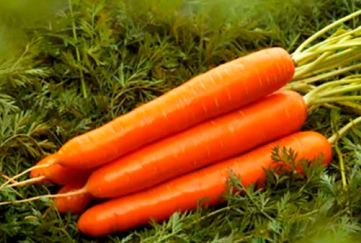 Cenoura: Preços voltam a subir em MG