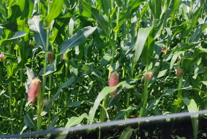 Biofertilizante produzido por cientista tocantinense potencializa o desempenho agronômico de diversas culturas
