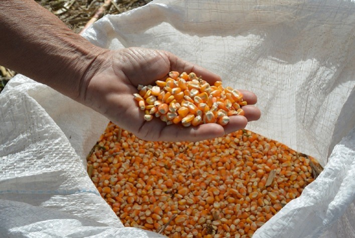 Região Sul concentra mais da metade dos produtores de milho orgânico cadastrados no Brasil