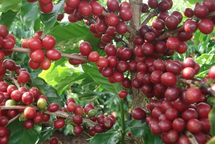 Após baixas, café abre sexta-feira com quedas técnicas nas bolsas de NY e Londres