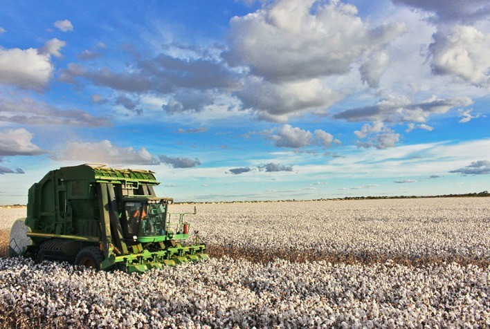 Abrapa: Preço mínimo da pluma é reajustado para R$ 82,60