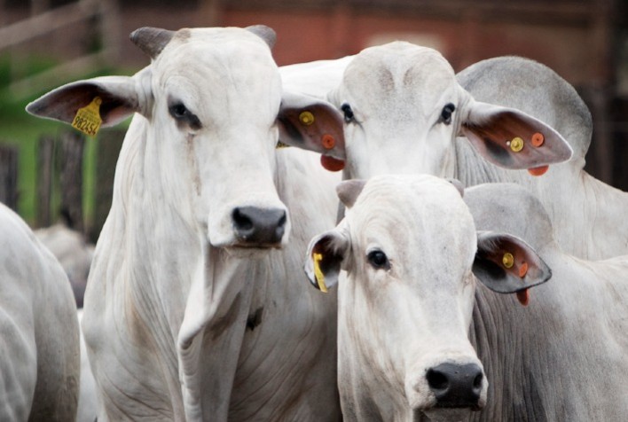 Oferta enxuta dá sustentação aos preços no mercado do boi gordo