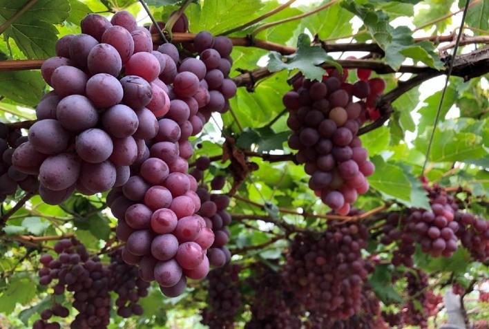 Uva: Geada em Marialva preocupa produtores