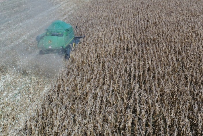 Milho plantado fora da janela teve pouca chuva em Mato Grosso