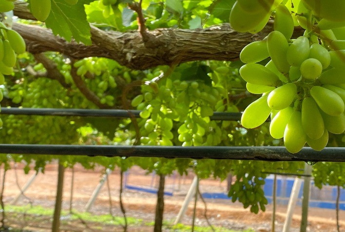 Irrigação por gotejamento é caminho para transformar o sertão brasileiro no “pomar do mundo”