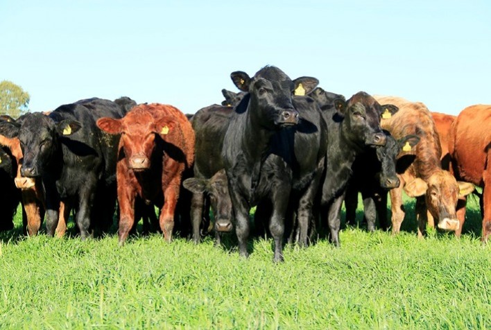 Brasil, Austrália e África do Sul unificam dados genômicos sobre resistência bovina ao carrapato