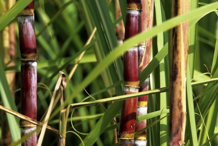 Açúcar, etanol e energia: Herbicida de amplo espectro e para ervas difíceis é indicado ao manejo da cana em épocas semisseca, semiúmida e úmida