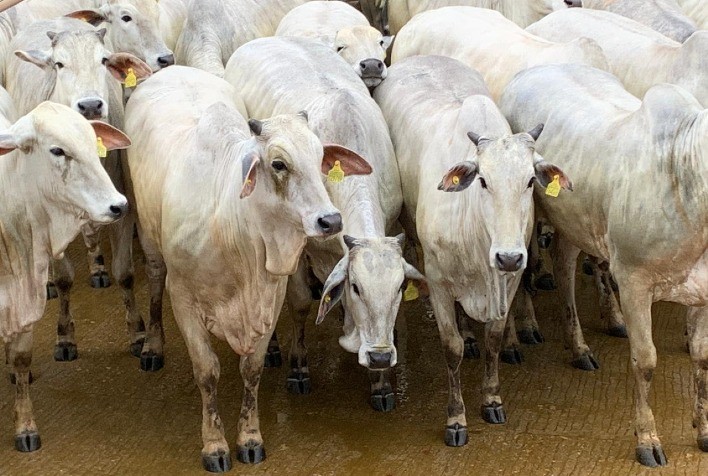 ACNB e ACNMT anunciam vencedores da etapa de Araputanga (MT) do Circuito Nelore de Qualidade com recorde de animais avaliados