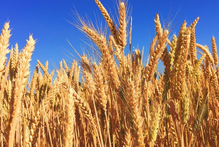 Com início do inverno, plantio de cevada se torna alternativa lucrativa para agricultores dos Campos Gerais