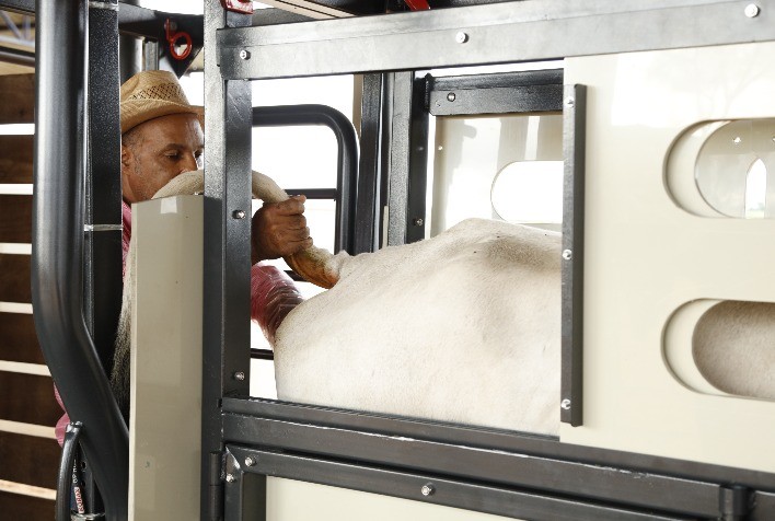 Bem-estar animal aliado ao uso correto de equipamento de contenção são fundamentais para o sucesso reprodutivo