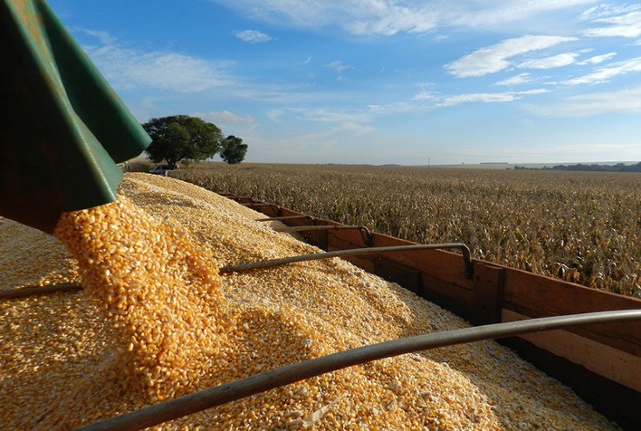 Colheita em Mato Grosso avança e cotação do milho disponível cai 6,3%