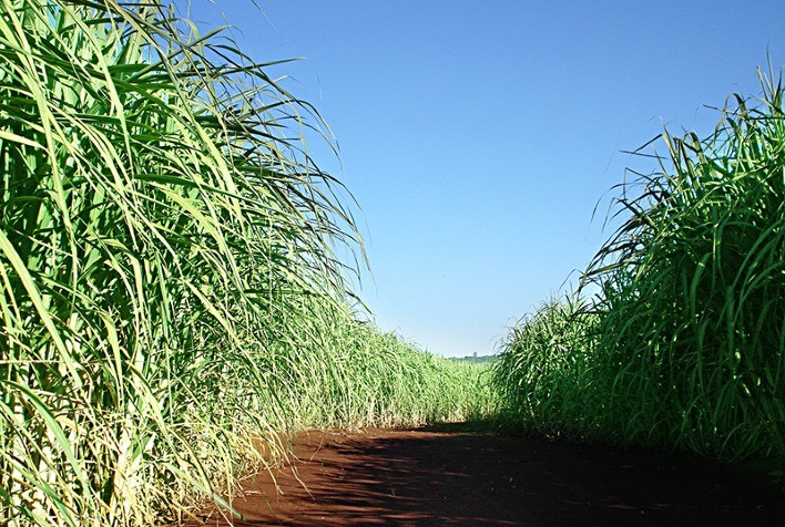 MINAS GERAIS – Conab realiza pesquisa de cana para próximo levantamento