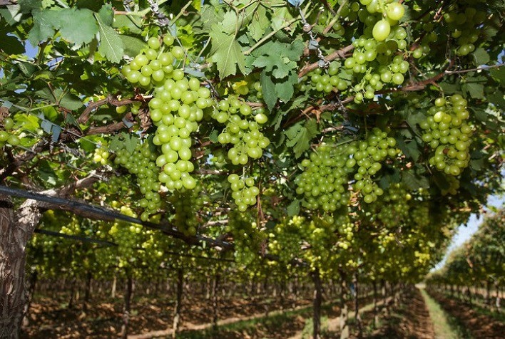 Agro.BR promove cerca de 160 reuniões em rodada de negócios para o setor de frutas e derivados