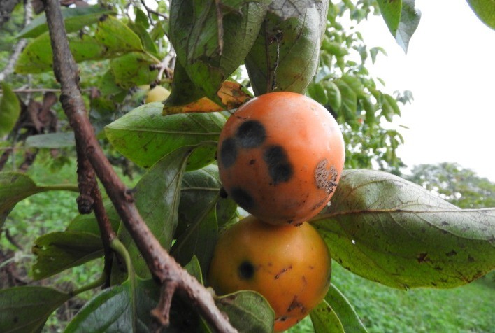 Circular da Secretaria da Agricultura aborda antracnose do caquizeiro