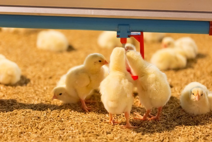 É preciso ter segurança na escolha de probióticos de qualidade para alimentação das aves de corte e de postura