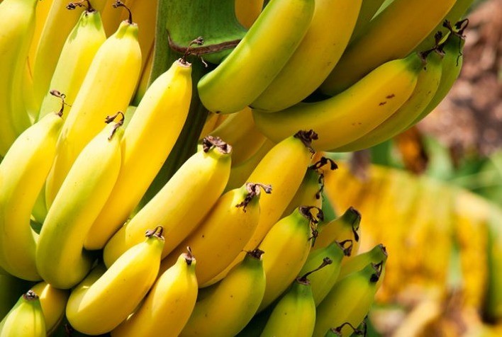 Banana: Estudo relaciona manejo do solo com o mal-do-Panamá