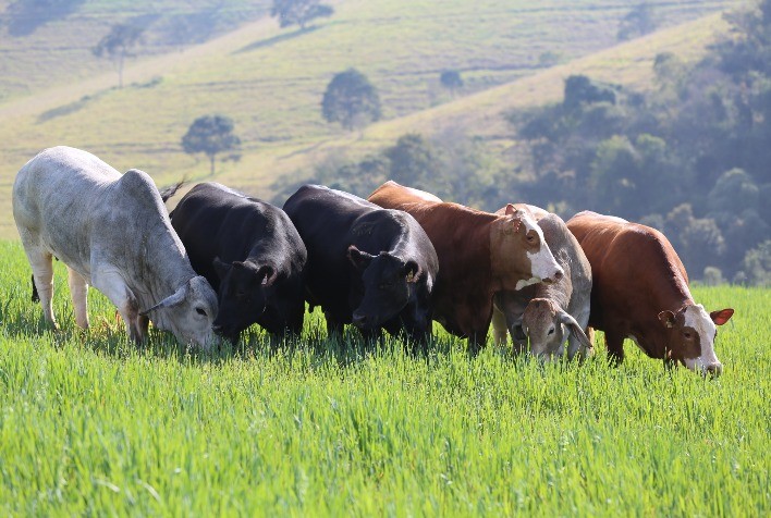 Sem cobrança de ICMS na transferência de gado entre os estados, pecuarista pode aumentar o desempenho da propriedade rural