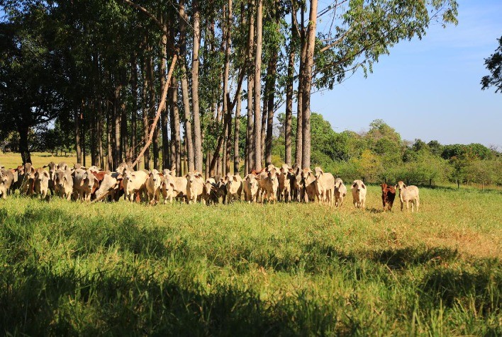 Raça Brahman estreia no Programa Carne de Qualidade da ABCZ