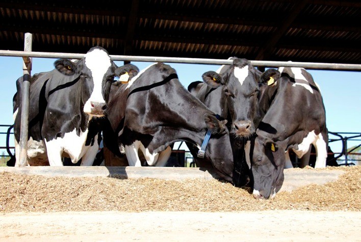 Novo protocolo de IATF da Zoetis melhora capacidade reprodutiva das vacas de corte em anestro