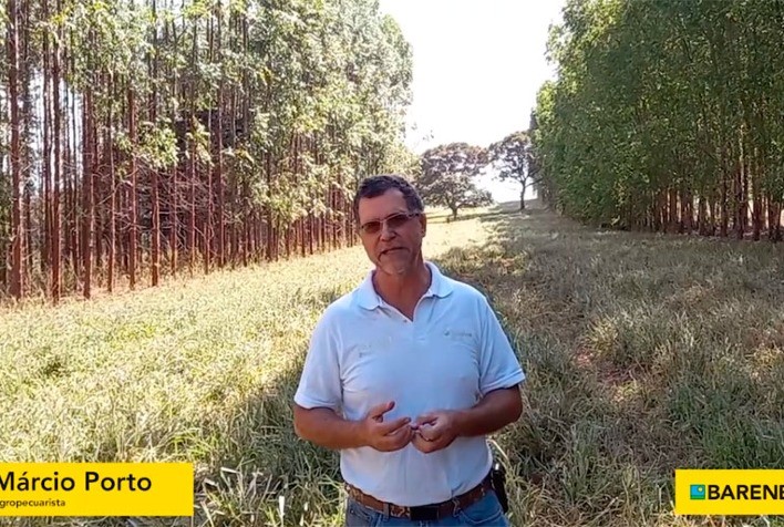 Agropecuarista de Mineiros (GO) antecipa em aproximadamente 40% tempo estimado para inserção de novilhas na rotação de pasto da fazenda