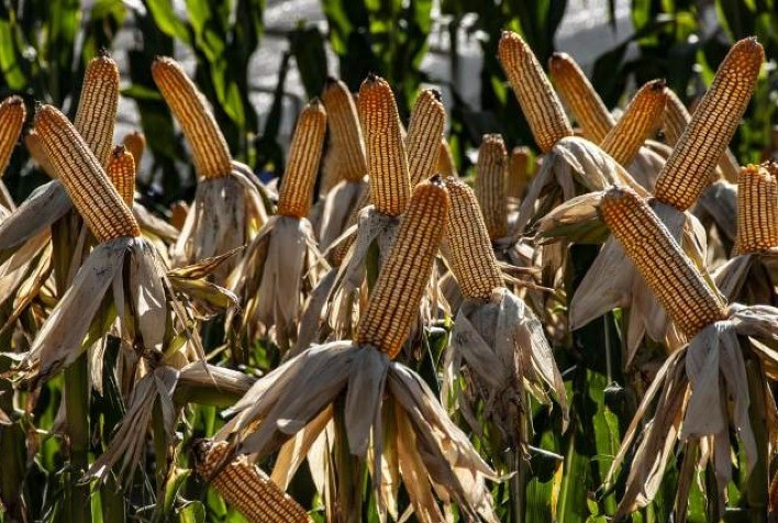 Novos híbridos de milho da Bayer apresentam até 11 sacas a mais por hectare na safra 2020/21