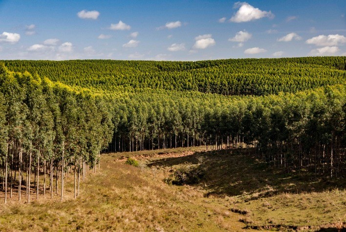 Cadastro Florestal ganha plataforma digital no SDA