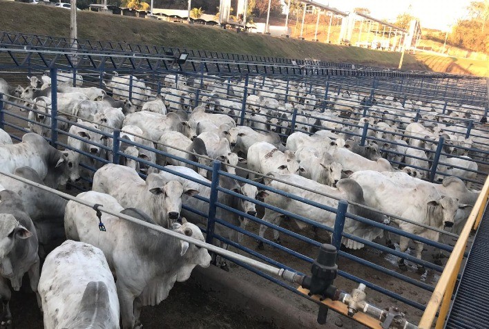 Mato Grosso participa pela 3ª vez do Circuito Nelore de Qualidade em 2021