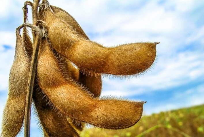 Soja busca retomada e sobe mais de 2% na Bolsa de Chicago nesta 3ª feira
