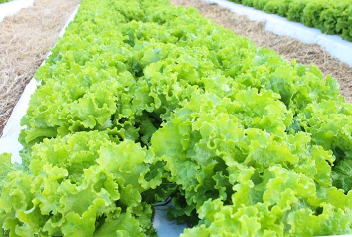 Alface: Mesmo com oferta controlada, cotações caem em SP