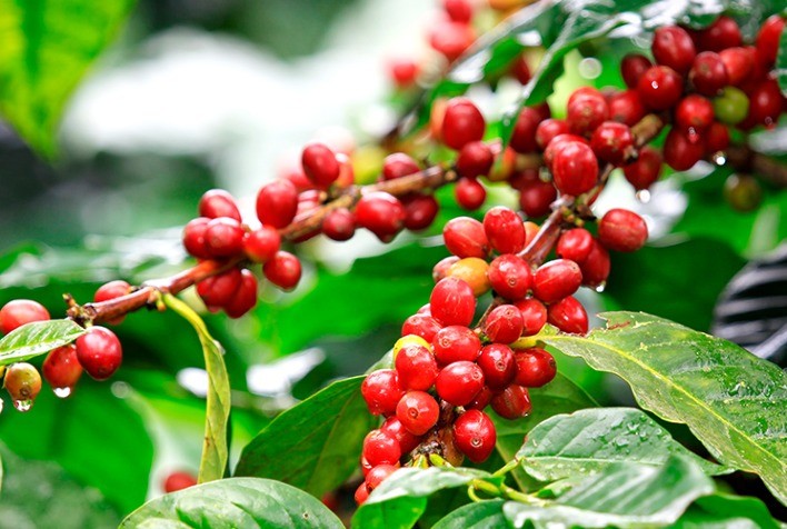 Café: NY volta a cair nesta 5ª feira e Londres opera com estabilidade