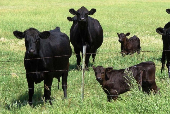 Queda no preço do boi gordo em São Paulo