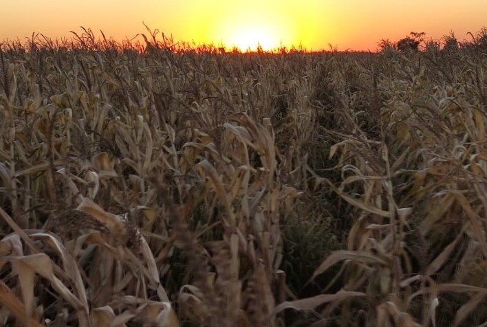 Aprosoja/MS calcula perdas causadas pela geada