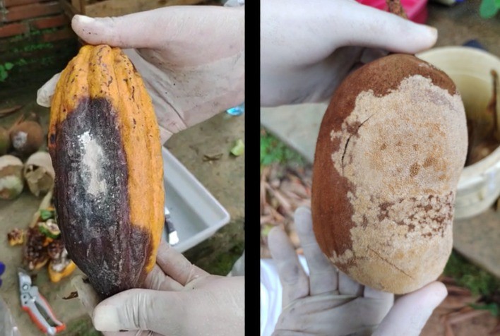 SANIDADE VEGETAL: Foco de praga que atinge cultivo de cacau e cupuaçu é detectado no Acre