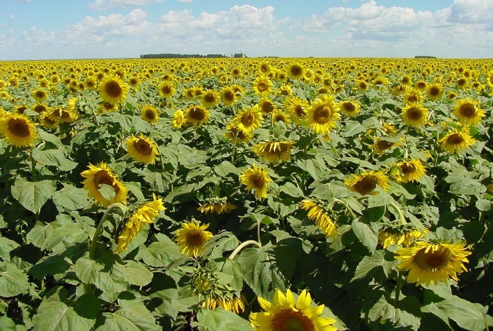 Goiás deve registrar 24,7 milhões de toneladas de grãos na safra 2020/2021