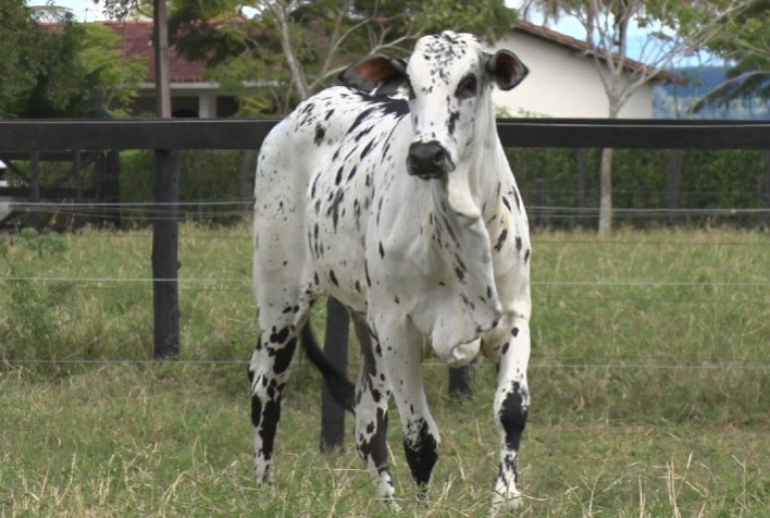 Com grande oferta de bezerros para o corte, e animais Nelore Pintado, Agropecuária Polyana promove seu 2º leilão virtual