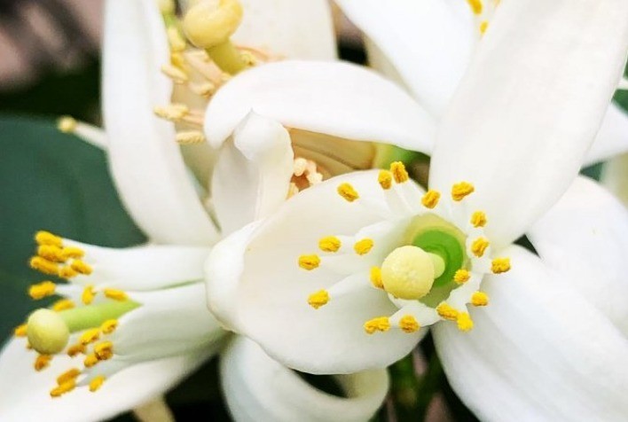 Fundecitrus inicia alertas diários de risco de ocorrência de podridão floral