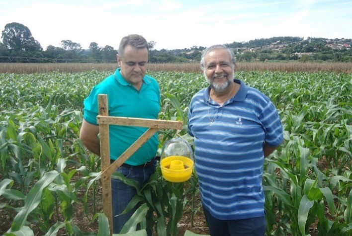 Técnica de controle ecológico mostra bom resultado contra praga do milho-doce