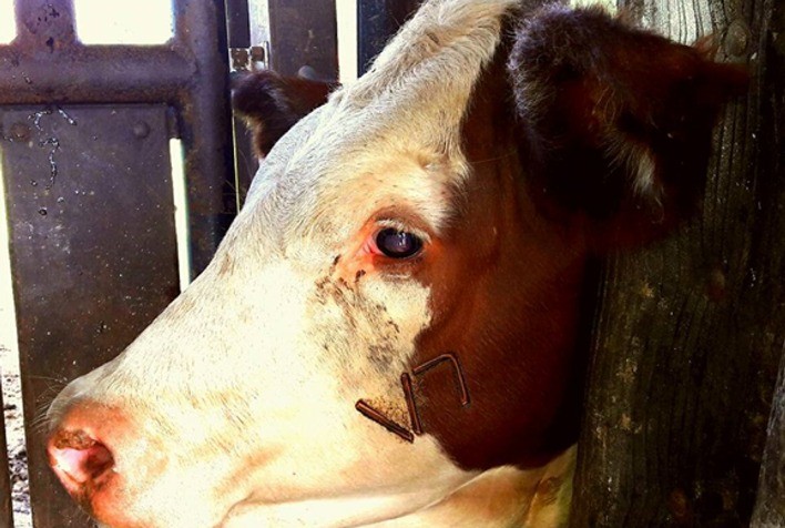 Desenvolve Pecuária busca alternativas para reduzir marca fogo da vacina da Brucelose