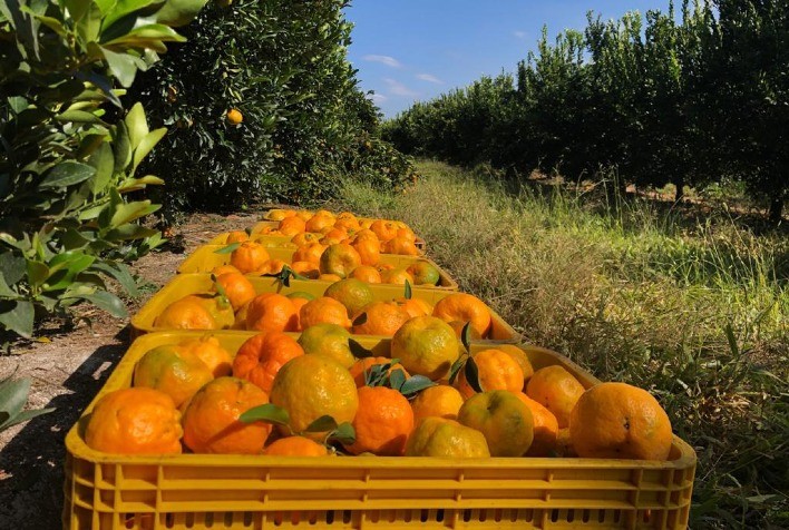 Produção de citros na Andaluzia cresce 7%