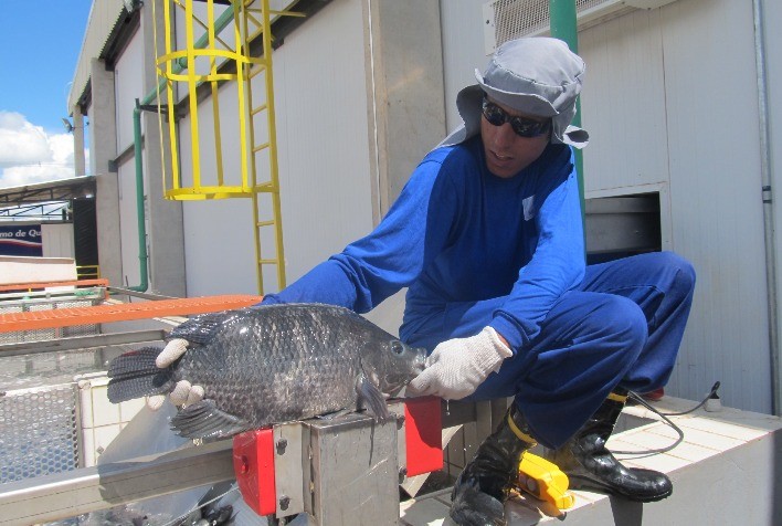 Peixe BR e APEX avançam negociação para presença dos peixes de cultivo no mercado internacional