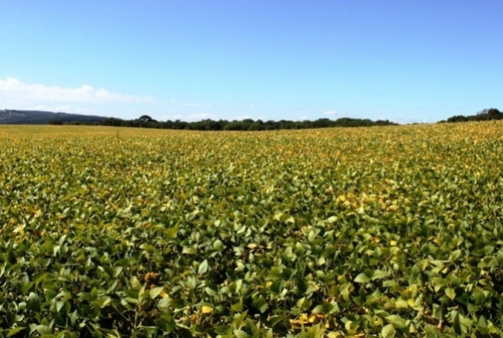 Embrapa Soja publica nota técnica orientando produtores no manejo de lagartas em soja Bt