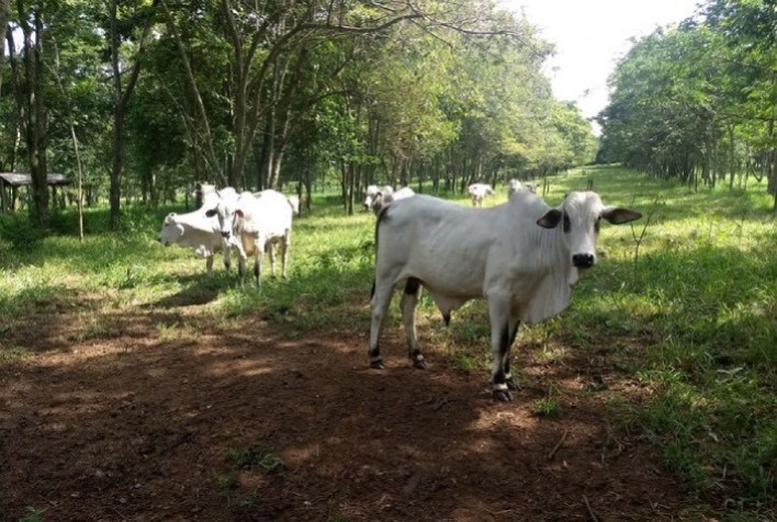 Pecuária é capaz de gerar crédito de carbono com média lotação no pasto