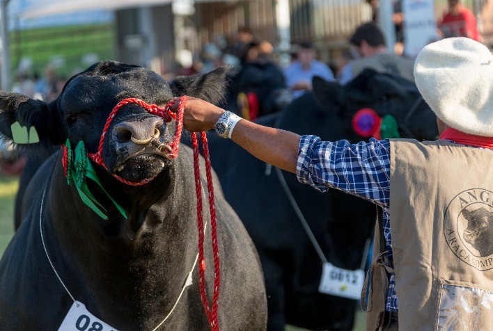 Angus participará da Expointer 2021