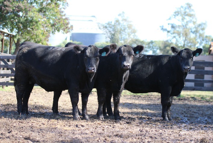 Grandes campeãs Angus serão ofertadas no Rincon Code